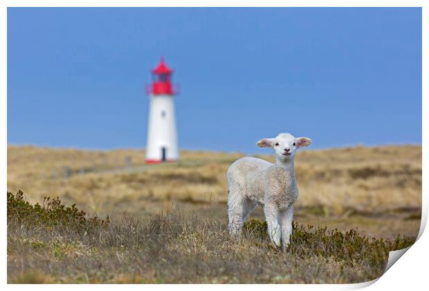 Lamb and Lighthouse Print by Arterra 