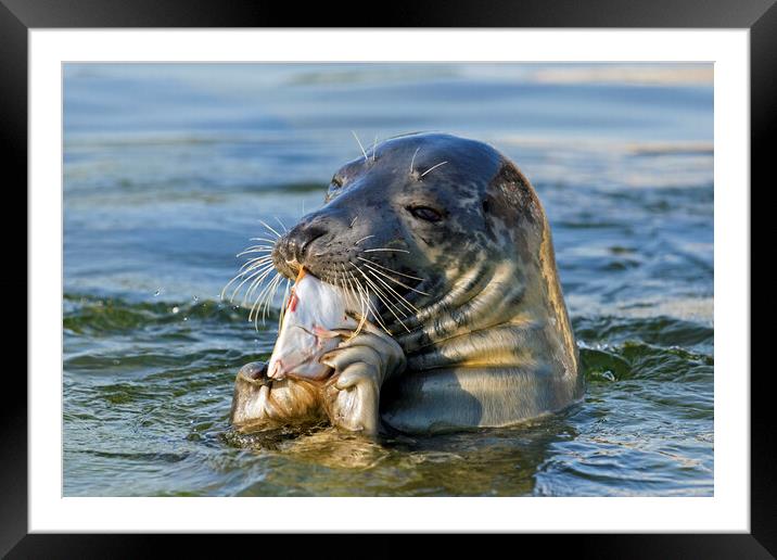 Grey Seal Eating Fish Framed Mounted Print by Arterra 