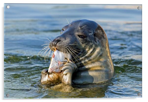 Grey Seal Eating Fish Acrylic by Arterra 