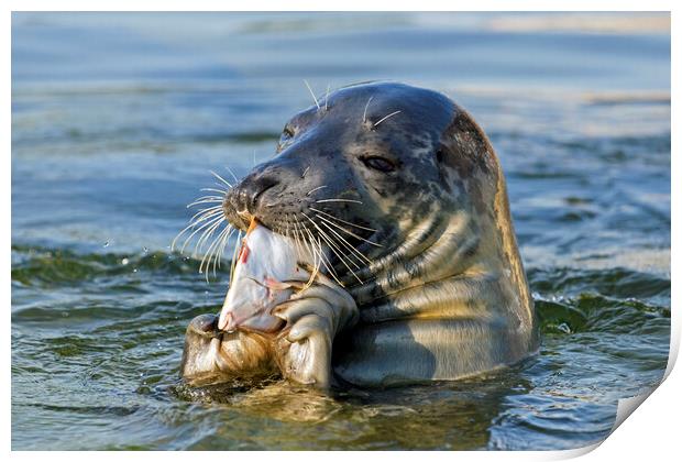 Grey Seal Eating Fish Print by Arterra 