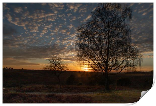 Sunset over the New Forest Print by Andy Dow