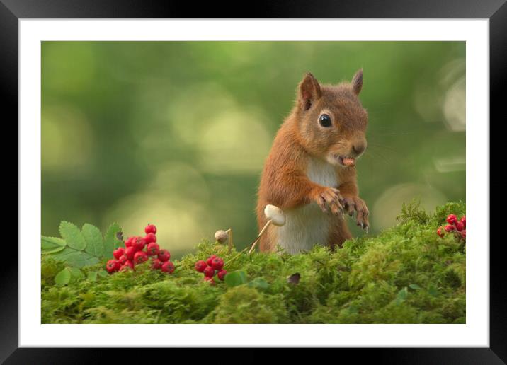 Red Squirrel Framed Mounted Print by Macrae Images