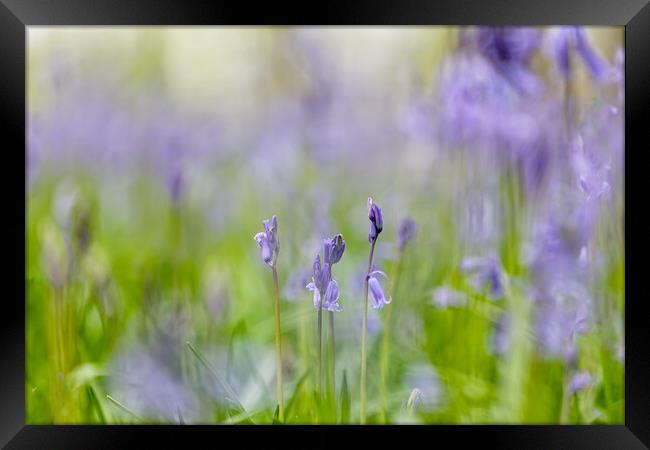 Bluebells Framed Print by Mark Godden