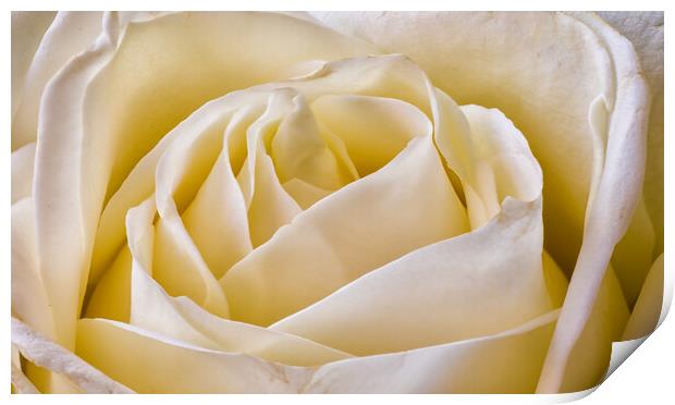 A close up of a rose Print by Mark Godden