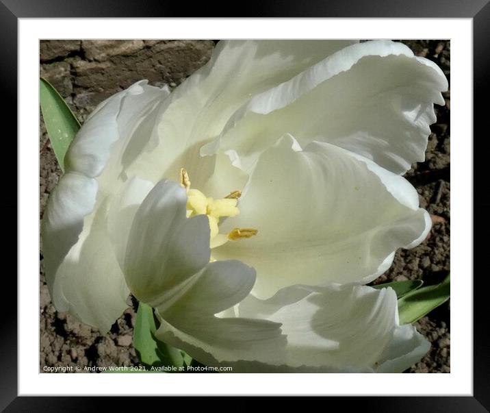 Opening tulip Framed Mounted Print by Andrew Worth