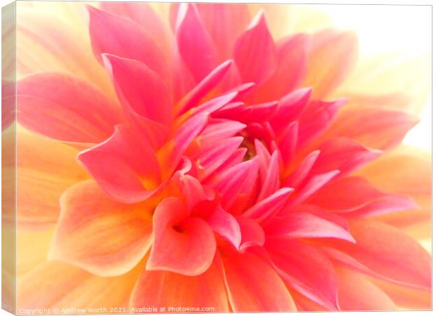 Dahlia in soft macro Canvas Print by Andrew Worth