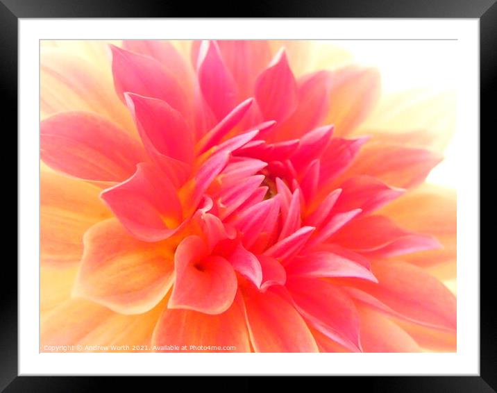Dahlia in soft macro Framed Mounted Print by Andrew Worth