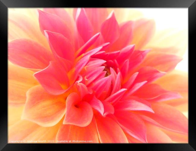 Dahlia in soft macro Framed Print by Andrew Worth