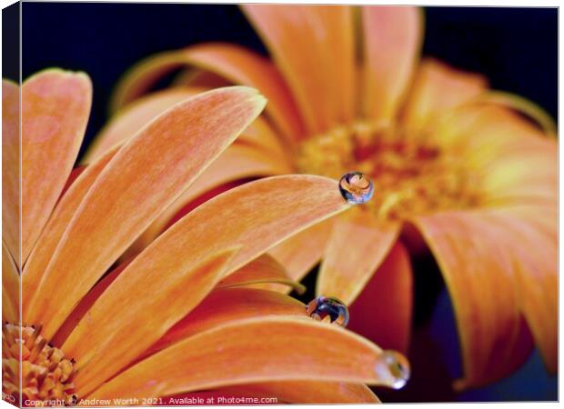 Picture in a droplets  Canvas Print by Andrew Worth