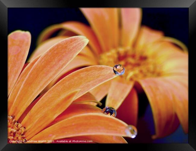 Picture in a droplets  Framed Print by Andrew Worth