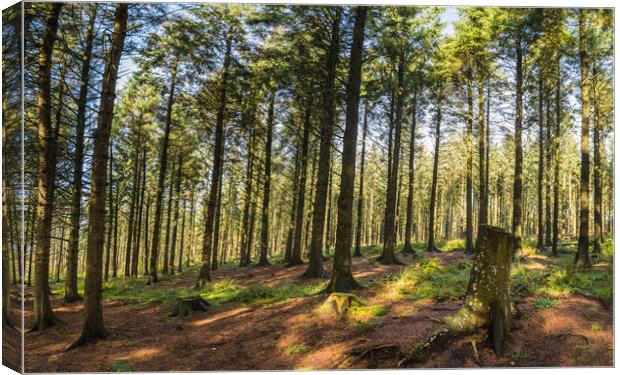 Pine trees in Beacon Fell Canvas Print by Jason Wells