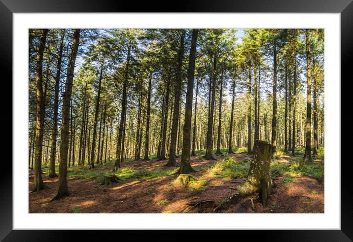 Pine trees in Beacon Fell Framed Mounted Print by Jason Wells