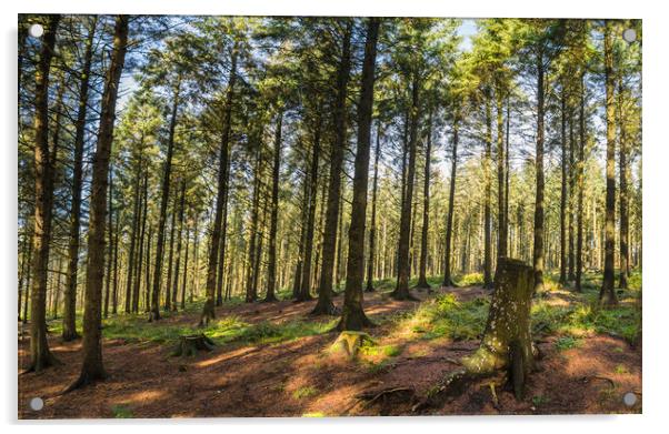 Pine trees in Beacon Fell Acrylic by Jason Wells