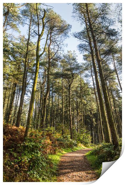 Beacon Fell Country Park trail Print by Jason Wells