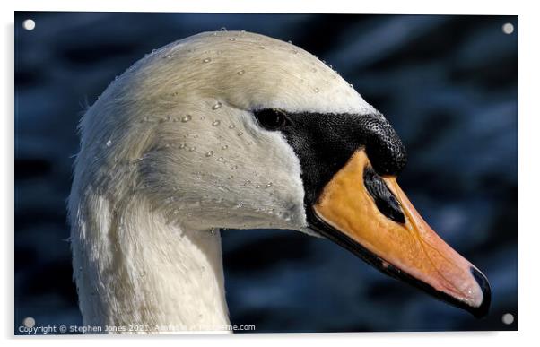 Mute Swan Acrylic by Ste Jones