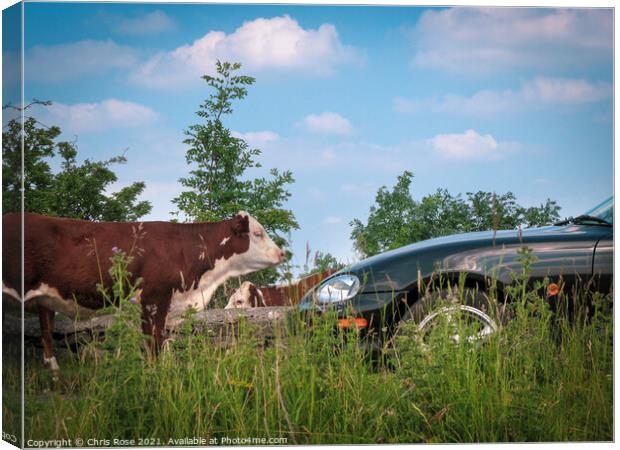 Minchinhampton Common, A cow stands in the road Canvas Print by Chris Rose