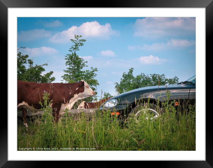 Minchinhampton Common, A cow stands in the road Framed Mounted Print by Chris Rose
