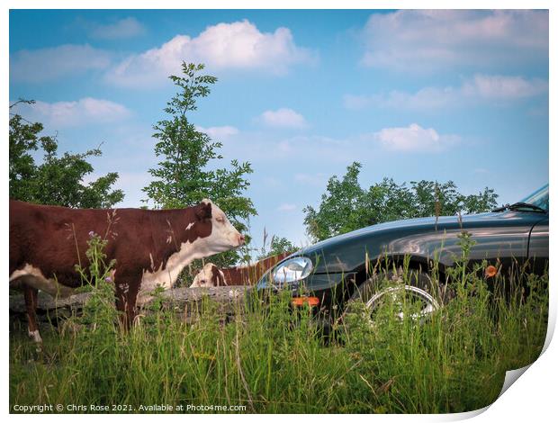 Minchinhampton Common, A cow stands in the road Print by Chris Rose