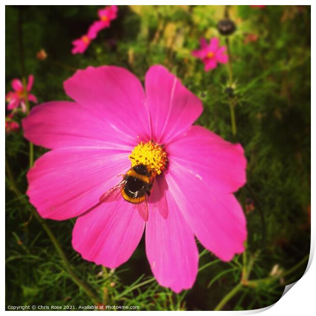 Pink cosmos flower Print by Chris Rose