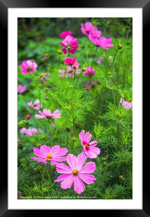 Summer flower garden border Framed Mounted Print by Chris Rose