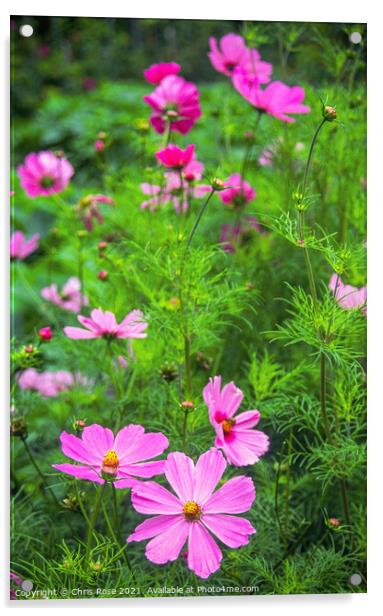 Summer flower garden border Acrylic by Chris Rose