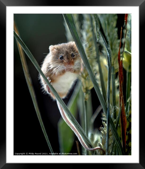Harvest Mouse Framed Mounted Print by Philip Pound