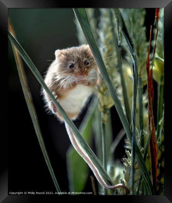 Harvest Mouse Framed Print by Philip Pound