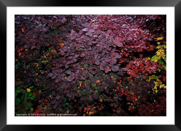 Autumn Leaves  Framed Mounted Print by Tone F
