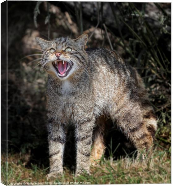 Scottish Wildcat Snarling Canvas Print by Philip Pound