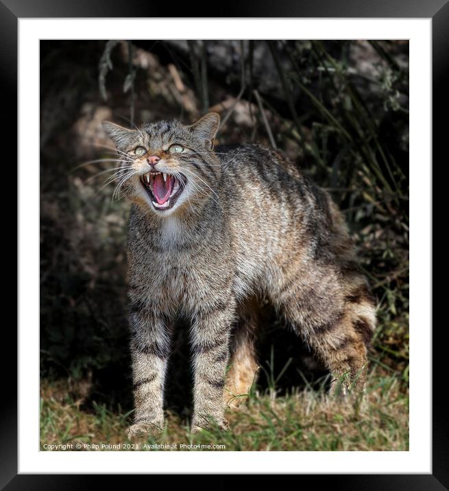 Scottish Wildcat Snarling Framed Mounted Print by Philip Pound