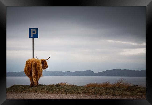 cow parking Framed Print by Dorit Fuhg