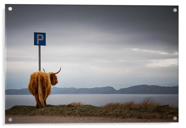 cow parking Acrylic by Dorit Fuhg