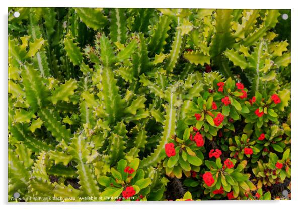 Euphorbiae succulents in Playa Los Americas on Tenerife, Spain Acrylic by Frank Bach