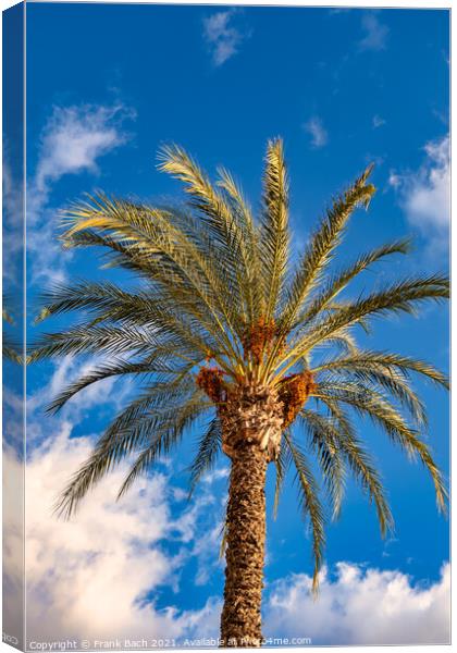 Date tree palm in Playa Los Americas on Tenerife, Spain Canvas Print by Frank Bach