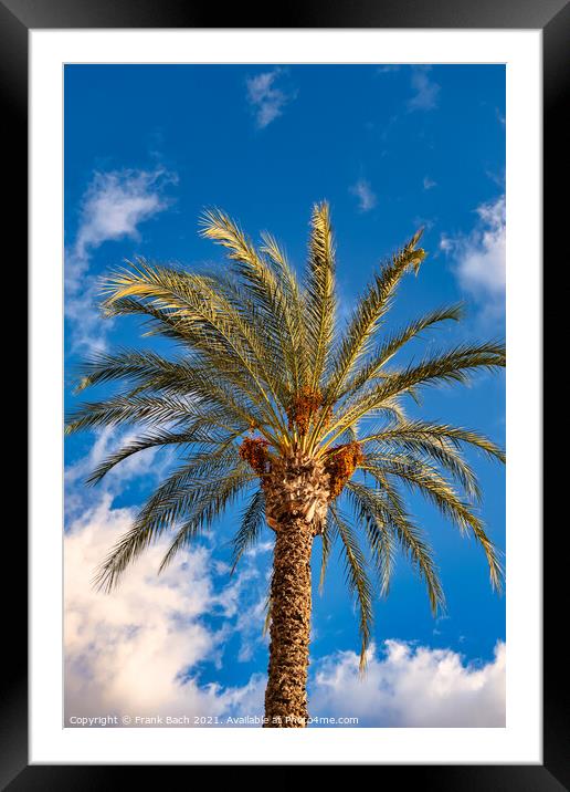 Date tree palm in Playa Los Americas on Tenerife, Spain Framed Mounted Print by Frank Bach