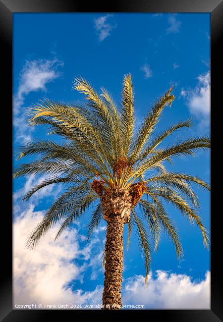 Date tree palm in Playa Los Americas on Tenerife, Spain Framed Print by Frank Bach