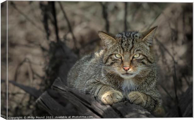 Scottish Wildcat in a Tree Canvas Print by Philip Pound