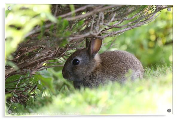 Cute Bunny Acrylic by Allan Jones