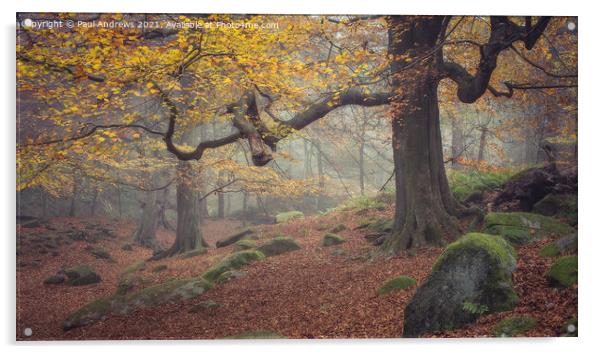Padley Gorge Acrylic by Paul Andrews
