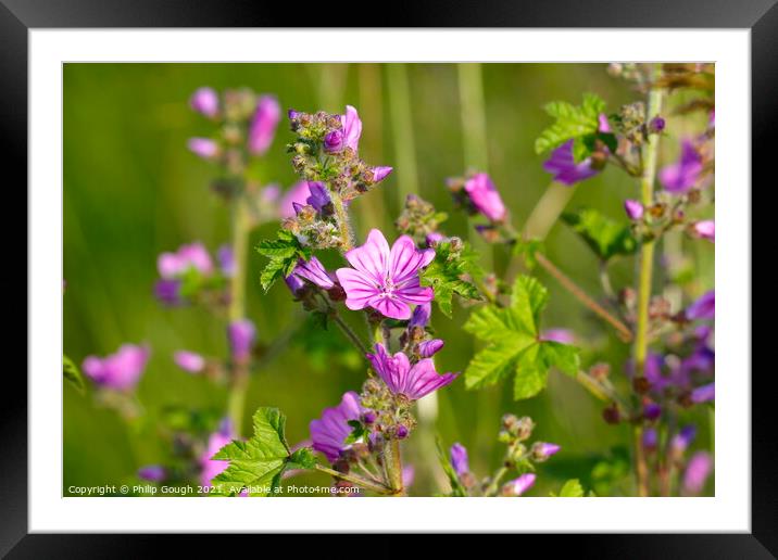 Plant flower Framed Mounted Print by Philip Gough
