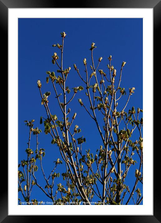 Plant tree Framed Mounted Print by Philip Gough