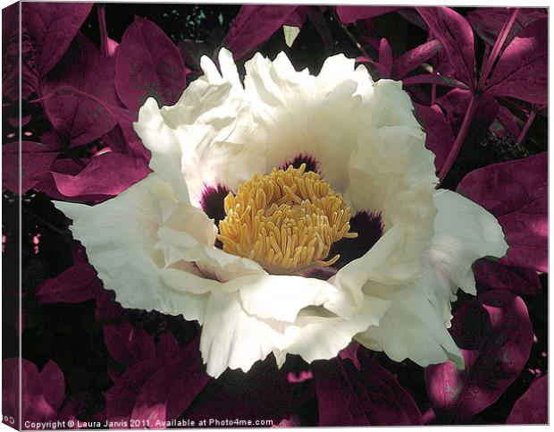 Beautiful White Tree Paeony Blossom Canvas Print by Laura Jarvis