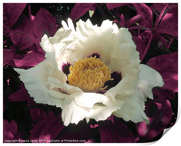 Beautiful White Tree Paeony Blossom Print by Laura Jarvis