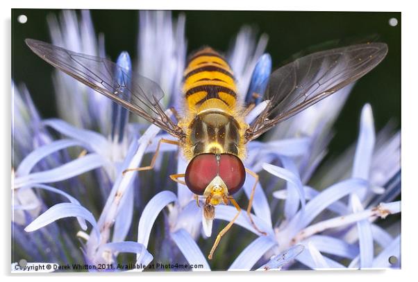 Hoverfly Acrylic by Derek Whitton