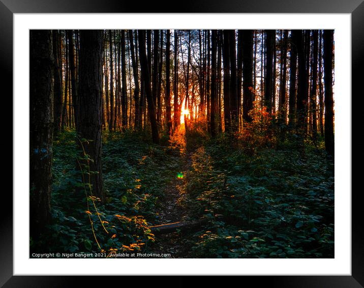 Fire In The Woods Framed Mounted Print by Nigel Bangert