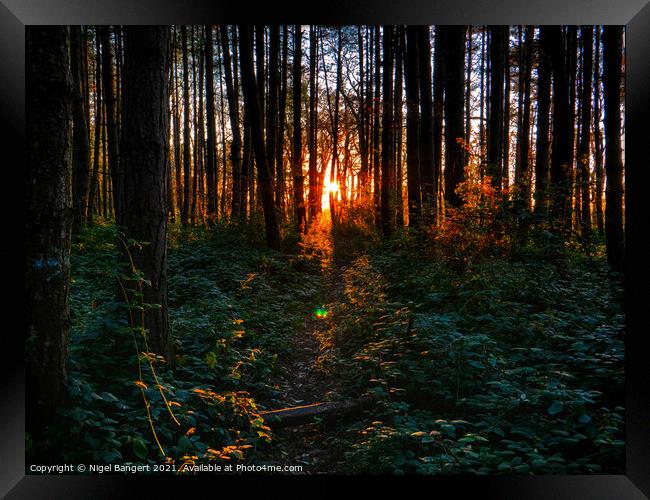 Fire In The Woods Framed Print by Nigel Bangert