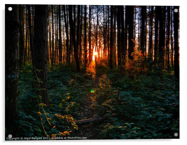 Fire In The Woods Acrylic by Nigel Bangert