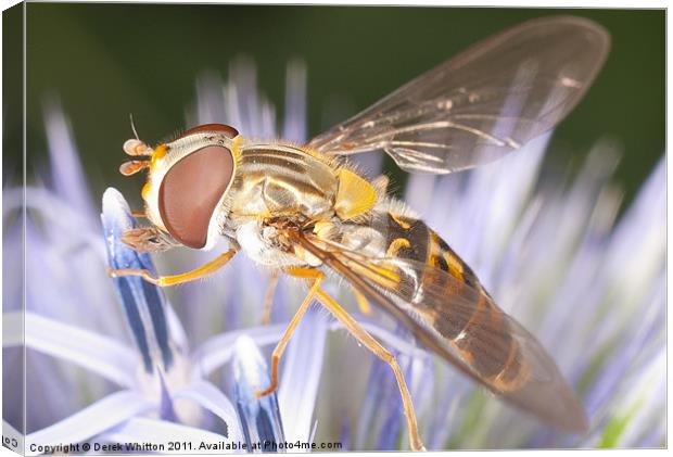 Hoverfly Canvas Print by Derek Whitton