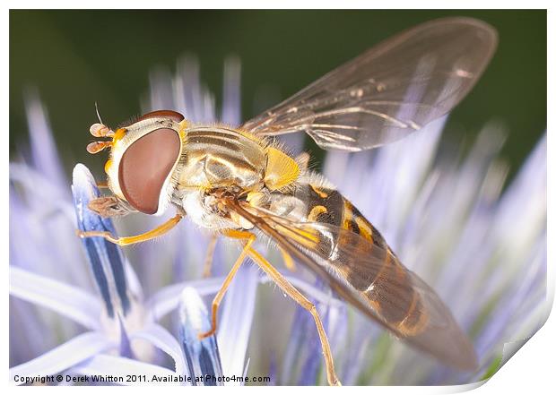 Hoverfly Print by Derek Whitton