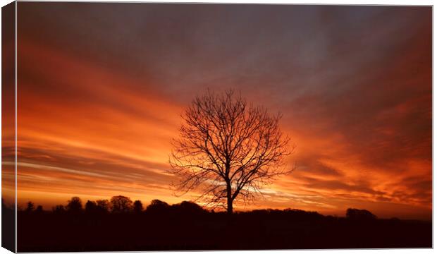 sunrise tree Canvas Print by Simon Johnson